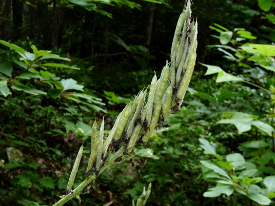 {Thermopsis villosa}